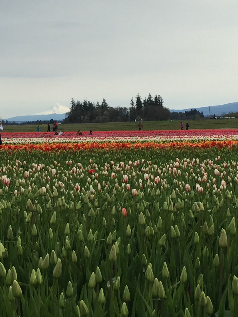 Exploring the Pacific Northwest
