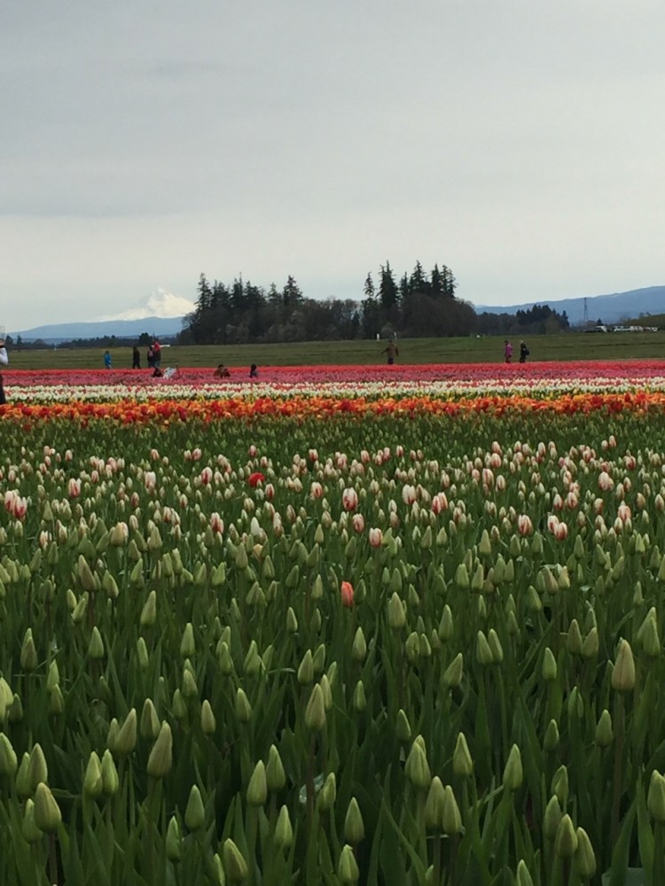 Exploring the Pacific Northwest