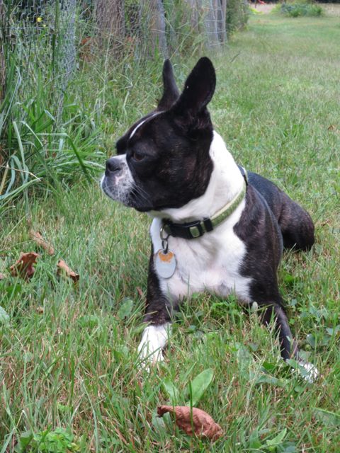 dogs, prudent living