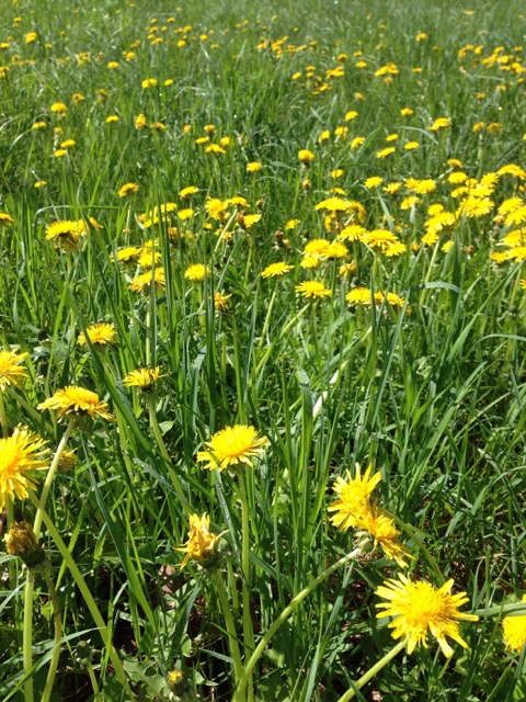 Dandelions