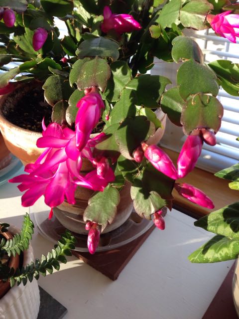 houseplants are packed