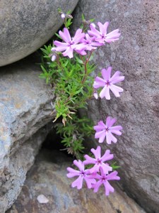 spring flowers, Vermont, Prudent Living