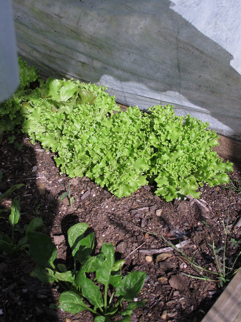 row covers, lettuce, garden, prudent living