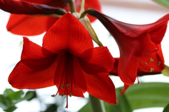 Amaryllis