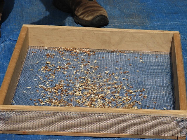 grain, wheat, harvest