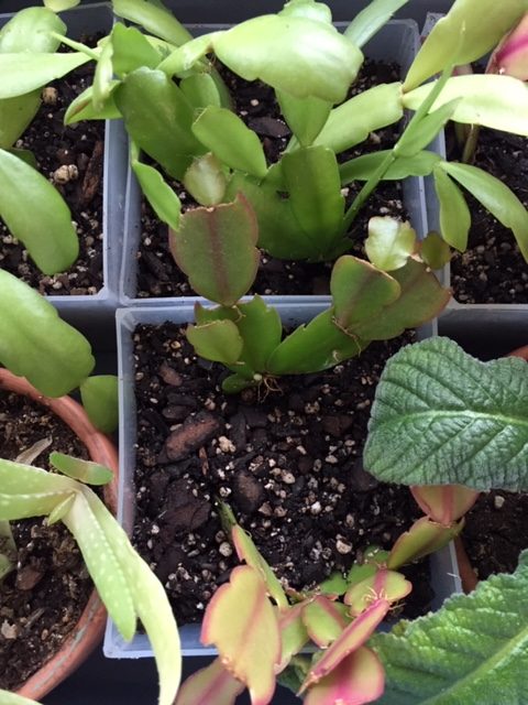 houseplants are packed