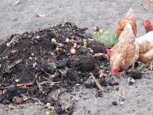 compost, fall garden, chickens