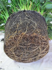 houseplants, root bound, repotting