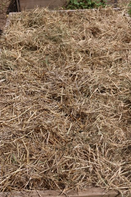 Cover the bed with straw