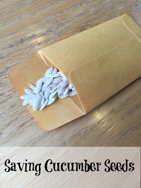 saving cucumber seeds