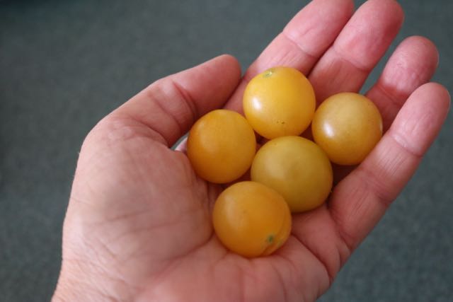 Cherry Tomatoes