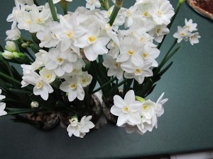 Narcissus, paperwhites, indoor flowers