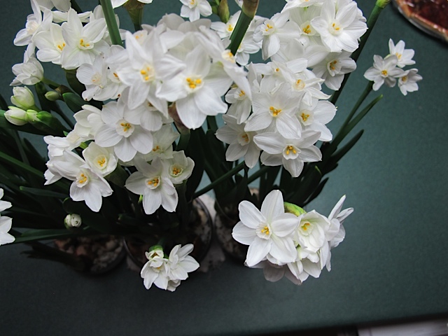 Narcissus, paperwhites, indoor flowers