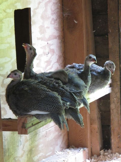 Keets rousting together.