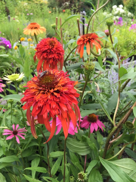 Echinacea