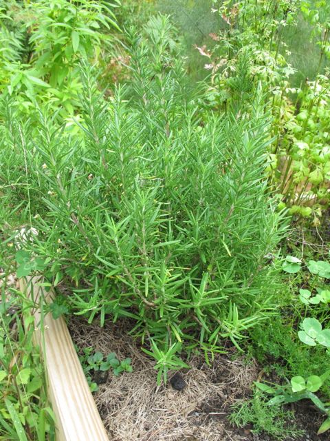 Time to transplant the rosemary!