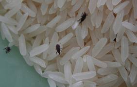 bugs, pantry pests