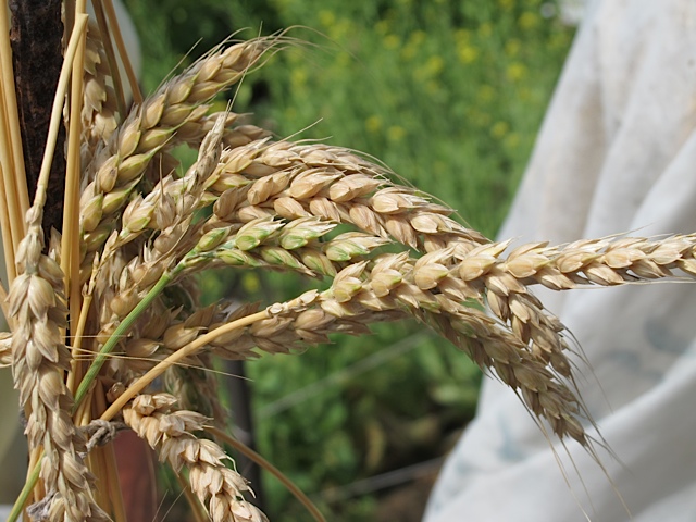 wheat, seeds, seed saving