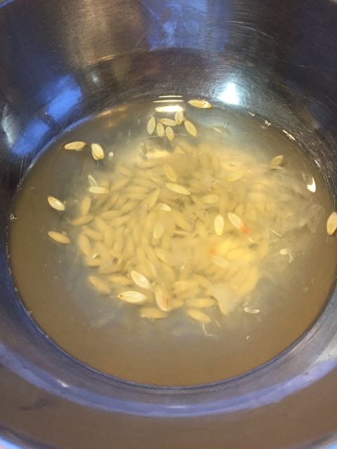 saving cucumber seeds