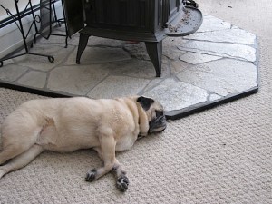 dog, pug, woodstove