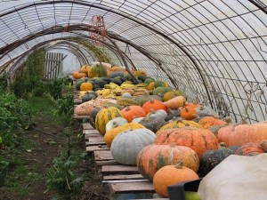 winter squash, produce, farming