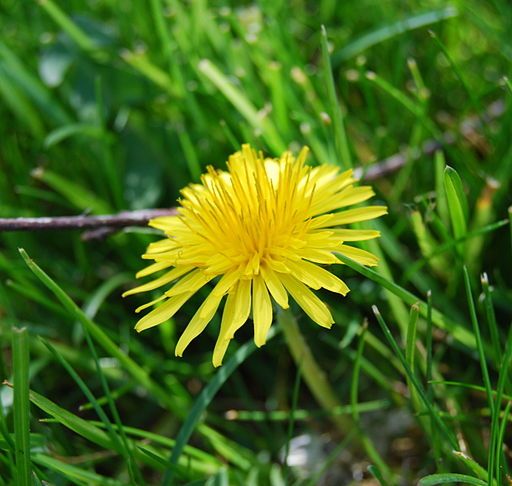 Dandelions