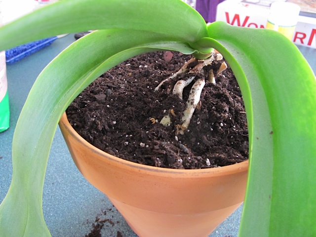 transplanted orchid