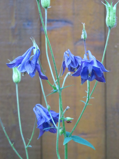 Columbine