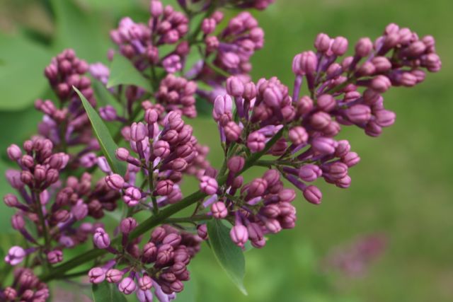Late blooming lilac.