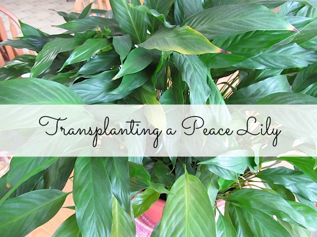 transplanting a peace Lily