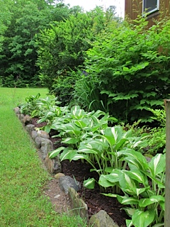 perennials, garden bed