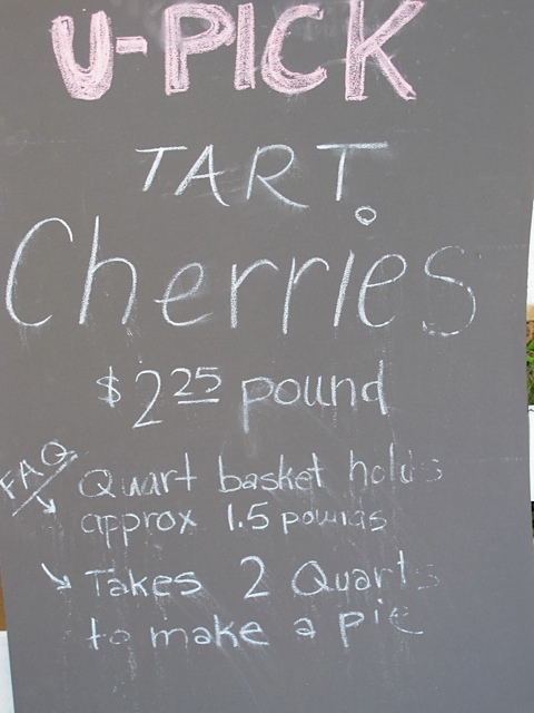 Pick Your Own sour cherries, farm