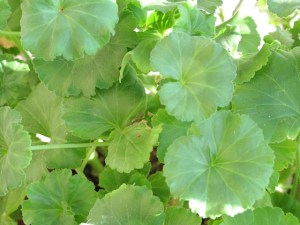 geranium, house plants, gardening