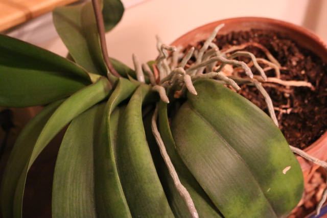 Orchid in need of transplanting!