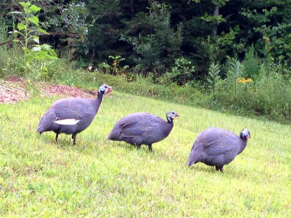 And then there were three.