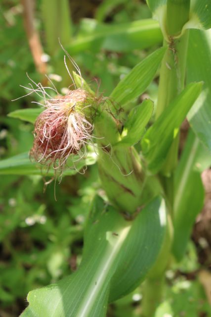 Corn almost ready to pick.