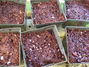 vegetable seedlings, gardening