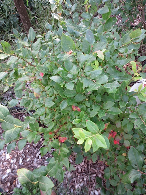 blueberries, gardening