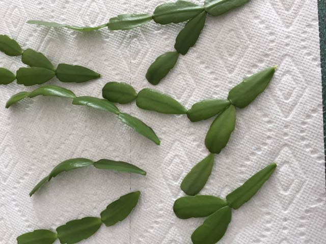 Propagating a Christmas Cactus