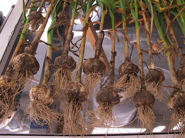 Drying Garlic harvest, garden, prudent living