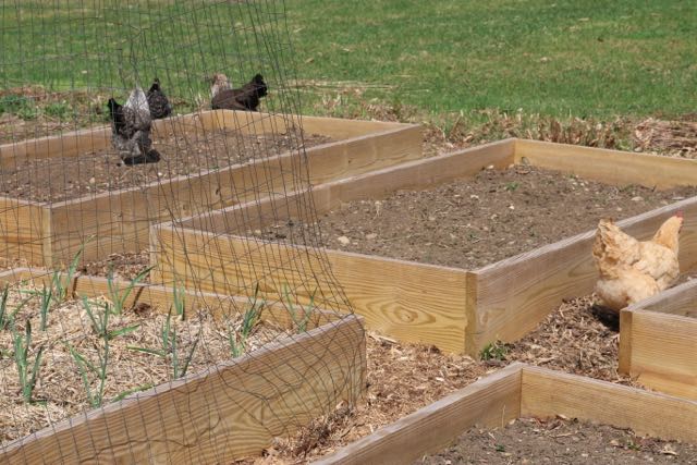 Our chickens like our raised beds as much as I do!