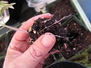 seedling, transplanting