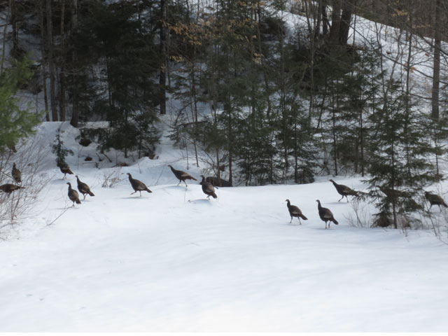 turkey flock