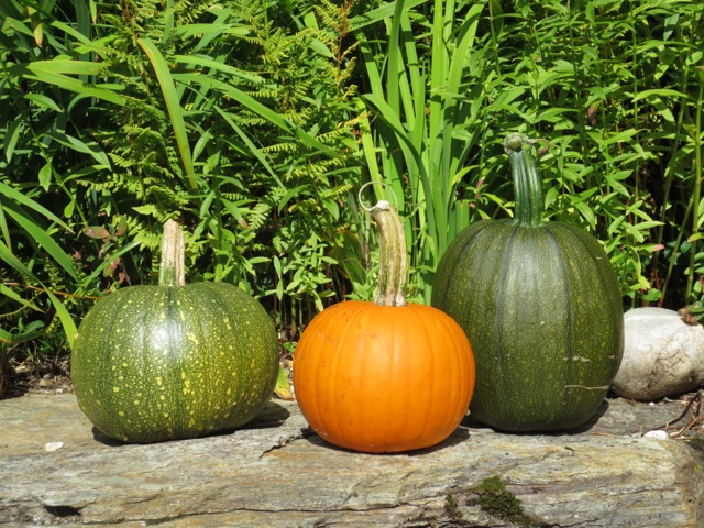 harvest, winter squash