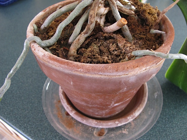 transplanting orchids