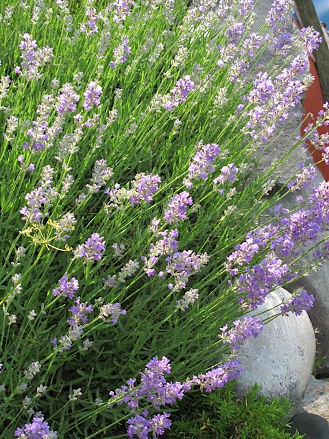 English Lavender lavender, garden