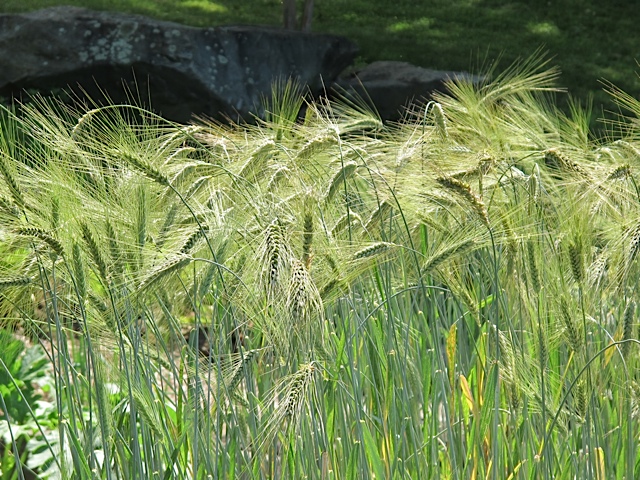 wheat, seed saving, Prudent Living