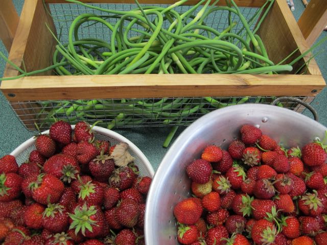 strawberries and scapes