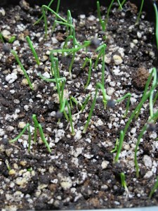 seeds, vegetable gardening, seed sprouting