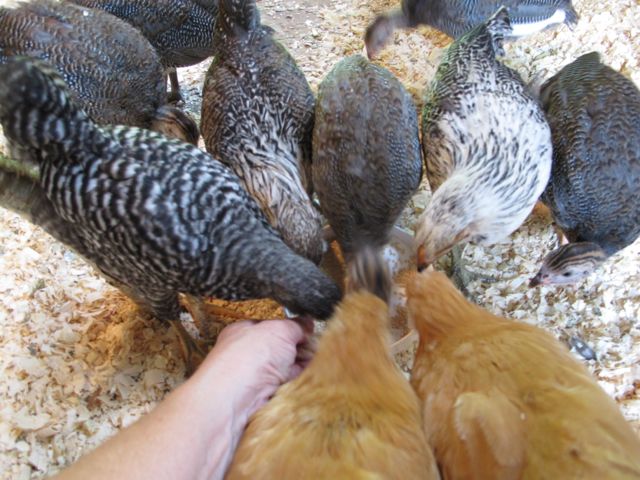 Can you spot the baby guinea?